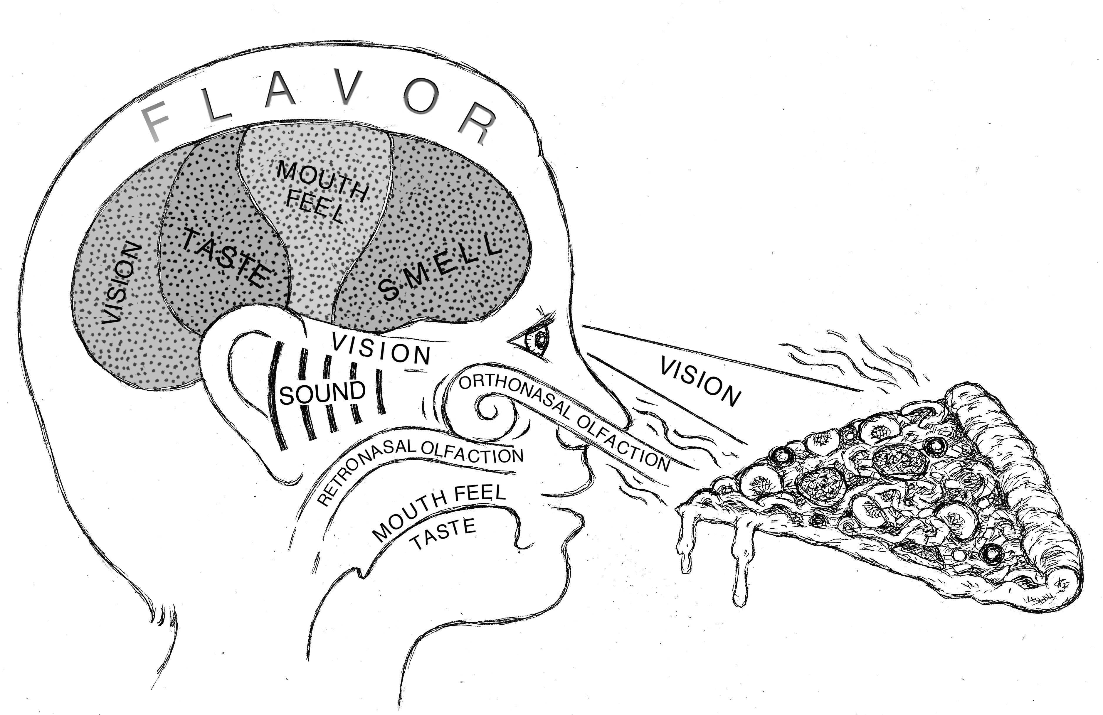 Five senses diagram showing taste, smell, sight, hearing, and touch